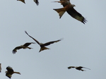 FZ015468 Red kites (Milvus milvus).jpg